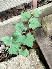 Ampelopsis glandulosa