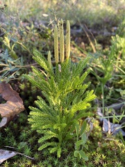 Dendrolycopodium hickeyi