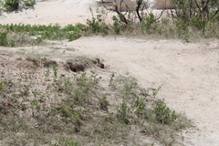 Ictidomys tridecemlineatus