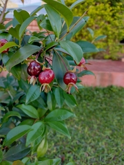 Eugenia brasiliensis