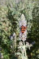 Zygaena fausta