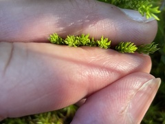 Dendrolycopodium hickeyi