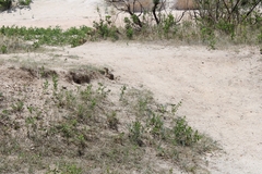 Ictidomys tridecemlineatus