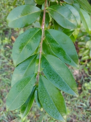 Eugenia brasiliensis