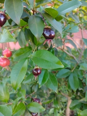 Eugenia brasiliensis