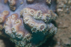 Duncanopsammia peltata