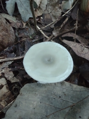 Clitocybe odora