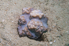 Duncanopsammia peltata