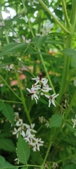 Azadirachta indica
