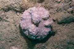 Duncanopsammia peltata