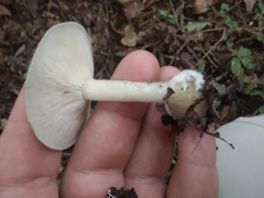 Clitocybe odora