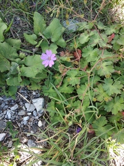Geranium pyrenaicum
