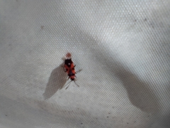 Horvathiolus superbus