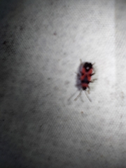 Horvathiolus superbus