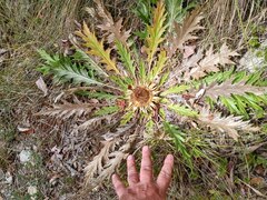 Carlina acanthifolia