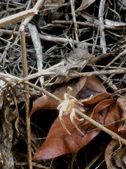 Zoropsis spinimana