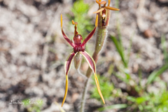 Caladenia arrecta