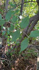 Lonicera maackii