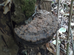 Ganoderma applanatum