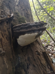 Ganoderma applanatum