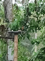 Baryphthengus martii