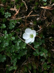 Oxalis magellanica
