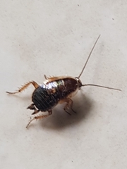 Ectobius sylvestris
