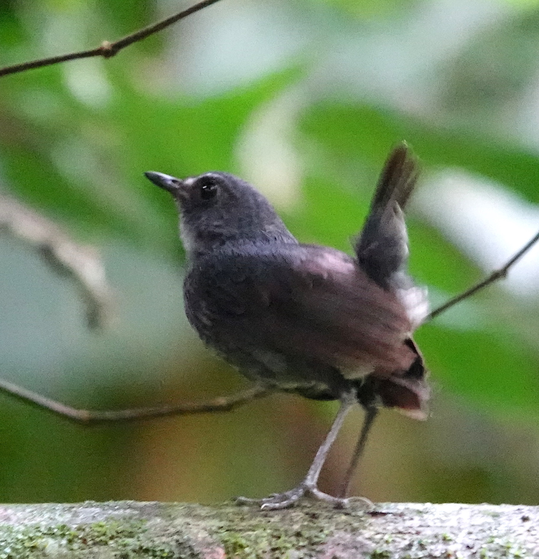 Lesser Shortwing