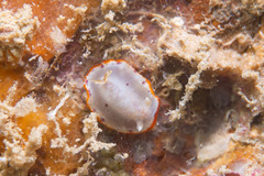 Goniobranchus