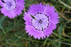 Dianthus seguieri