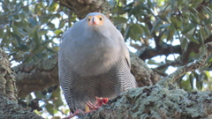 Polyboroides typus typus