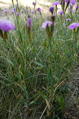 Dianthus seguieri