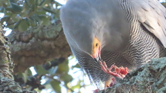 Polyboroides typus typus