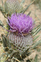 Cirsium odontolepis