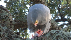 Polyboroides typus typus