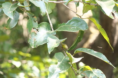 Terminalia chebula