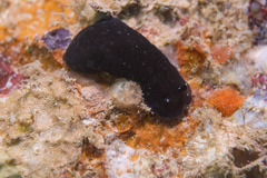 Dendrodoris nigra