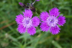 Dianthus seguieri