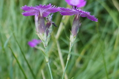 Dianthus seguieri