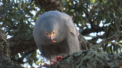 Polyboroides typus typus