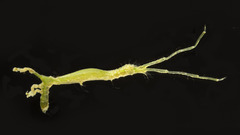 Arcturidae