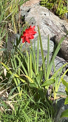 Hesperantha coccinea