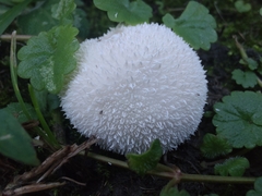 Lycoperdon curtisii