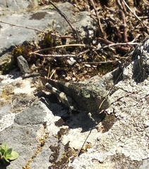 Oedipoda germanica