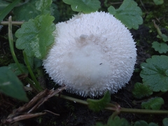 Lycoperdon curtisii