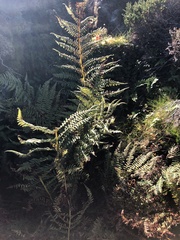 Athyrium distentifolium