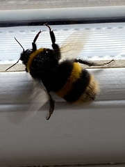 Bombus terrestris audax