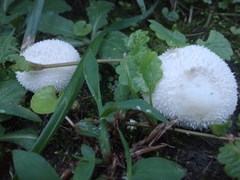 Lycoperdon curtisii