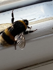 Bombus terrestris audax
