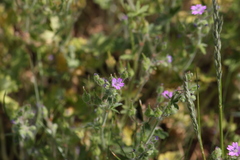 Geranium pusillum